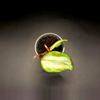plant/Hoya Brazil Cutting-0-thumbnail