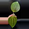 plant/Hoya Macrophylla Red Borneo Cutting-2-thumbnail