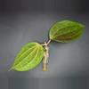 plant/Hoya Macrophylla Red Borneo Cutting-0-thumbnail