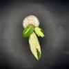 plant/Hoya acuta verticillata variegated-1-thumbnail