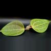 plant/Hoya Macrophylla Red Borneo Cutting-1-thumbnail