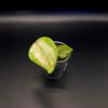 plant/Hoya Brazil Cutting-1-thumbnail