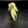 plant/Hoya acuta verticillata variegated-0-thumbnail