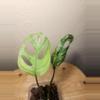 plant/#17 Monstera Adansonii Indonesian Mint-2-thumbnail