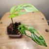 plant/#17 Monstera Adansonii Indonesian Mint-1-thumbnail