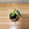 plant/#18 Philodendron Micans 'Velvet Halo'-1-thumbnail