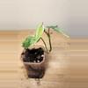 plant/#18 Philodendron Micans 'Velvet Halo'-2-thumbnail