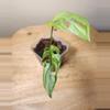 plant/#17 Monstera Adansonii Indonesian Mint-0-thumbnail