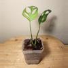 plant/#17 Monstera Adansonii Indonesian Mint-3-thumbnail