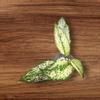 plant/Aglaonema Super White-0-thumbnail