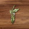 plant/Aglaonema Super White-1-thumbnail