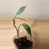 plant/#18 Philodendron Micans 'Velvet Halo'-0-thumbnail