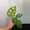plant/Monstera Adonsonii | Swiss cheese plant-0-thumbnail