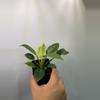 plant/Philodendron Birkin-1-thumbnail