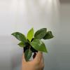 plant/Philodendron Birkin-0-thumbnail