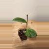 plant/#19 Hoya Verticillata Splash-2-thumbnail