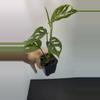 plant/Monstera Adonsonii | Swiss cheese plant-2-thumbnail