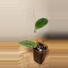 plant/#19 Hoya Verticillata Splash-1-thumbnail