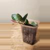plant/#20 Hoya Lacunosa 'Asami Clone 2'-2-thumbnail