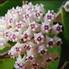 plant/#19 Hoya Verticillata Splash-3-thumbnail