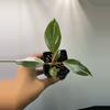 plant/Philodendron White Knight-1-thumbnail