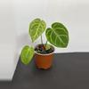 plant/Anthurium NoID-0-thumbnail