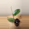 plant/#19 Hoya Verticillata Splash-0-thumbnail