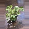 plant/Manjula Pothos plant-1-thumbnail
