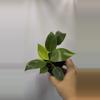 plant/Philodendron Birkin-2-thumbnail