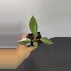 plant/Philodendron White Knight-2-thumbnail