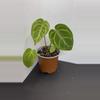 plant/Anthurium NoID-1-thumbnail