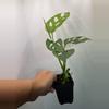 plant/Monstera Adonsonii | Swiss cheese plant-1-thumbnail