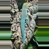 plant/Standing Day Gecko (Pair) (HIGH BLUE LINE)-0-thumbnail