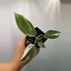 plant/Philodendron White Knight-0-thumbnail