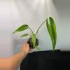 plant/Monstera Burle Marx Flame-0-thumbnail