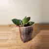 plant/#20 Hoya Lacunosa 'Asami Clone 2'-0-thumbnail