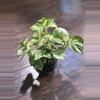 plant/Manjula Pothos plant-0-thumbnail
