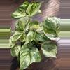 plant/Manjula Pothos plant-3-thumbnail