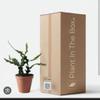 plant/Shipped in pot 6+ plants-0-thumbnail