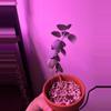 plant/Silver Teaspoon Succulent-1-thumbnail