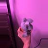 plant/Silver Teaspoon Succulent-0-thumbnail