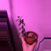 plant/Silver Teaspoon Succulent-2-thumbnail