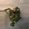 plant/Curly Orchid Cactus-2-thumbnail