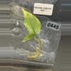 plant/Alocasia scalprum mint-0-thumbnail