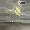 plant/Alocasia scalprum mint-8-thumbnail