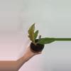 plant/Jungle Boogie Philodendron-0-thumbnail
