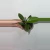 plant/Imperial Green Philodendron-0-thumbnail