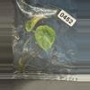 plant/Alocasia scalprum mint-5-thumbnail