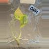 plant/Alocasia scalprum mint-4-thumbnail