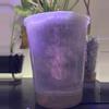 free_shipping/Big momma self watering-0-thumbnail